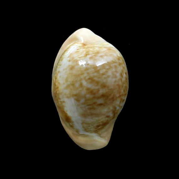 fuscorubra 37,0mm BIG