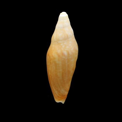 gardneri 76,5mm SP