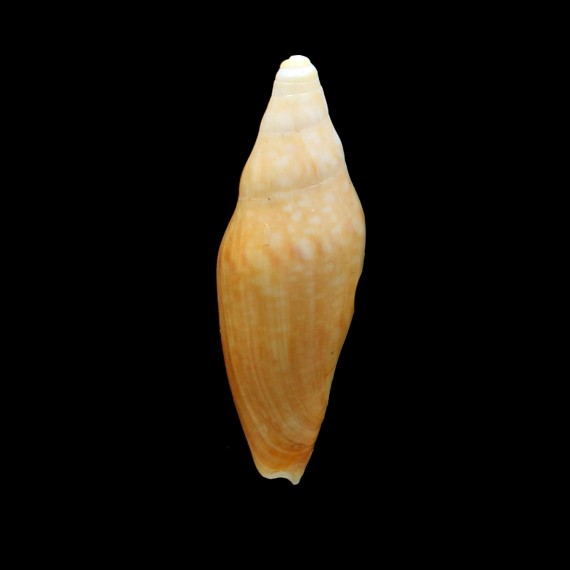 gardneri 76,5mm SP