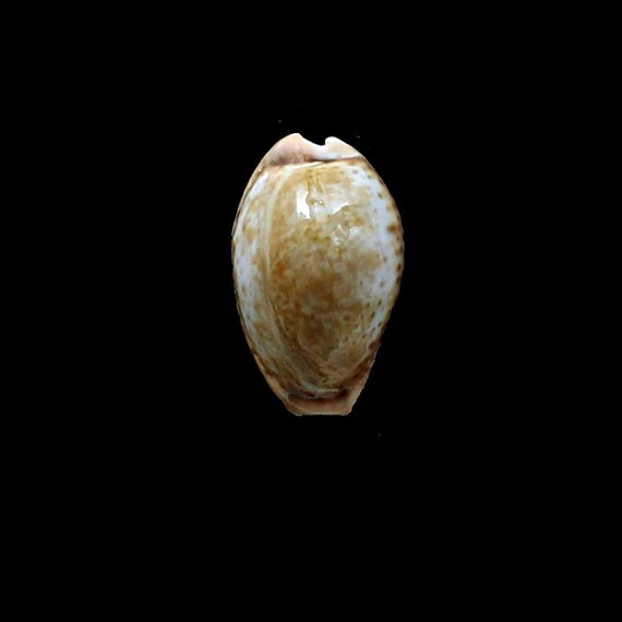 spurca verdensium 24,0mm