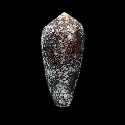paramagnificus 54,0mm