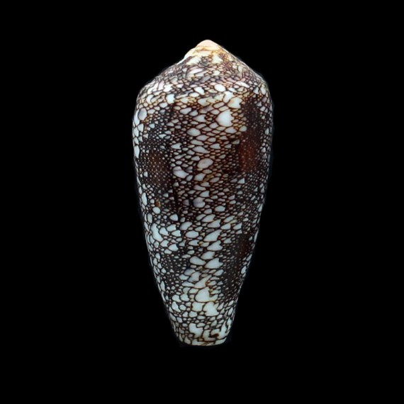 paramagnificus 54,0mm