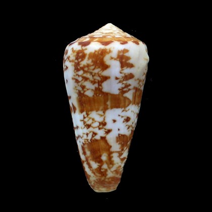 natalis gilchristi 58,0mm