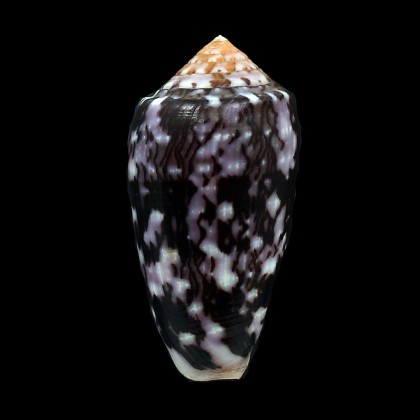 floccatus 64,0mm DARK