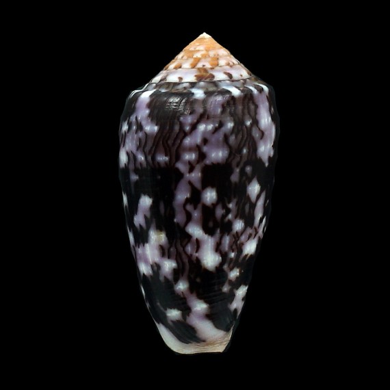 floccatus 64,0mm DARK