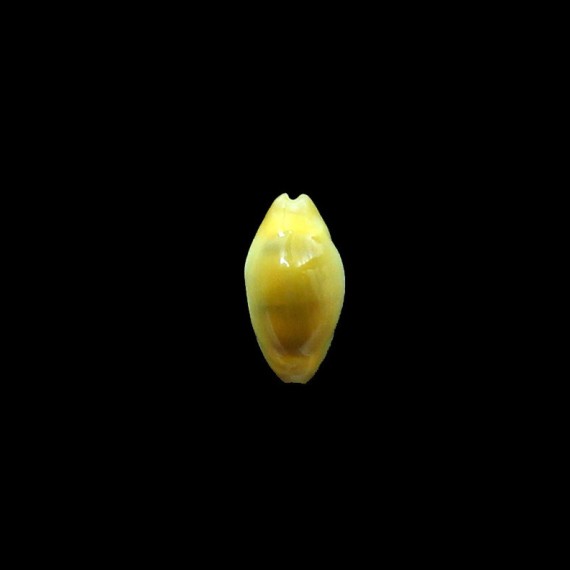 moneta 18,0mm NR