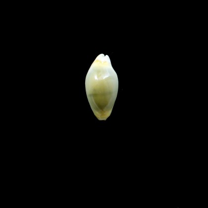 moneta 28,0mm NR