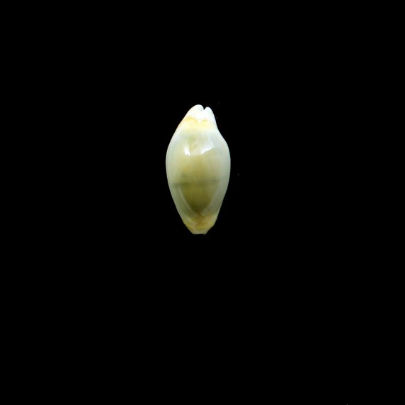 moneta 28,0mm NR
