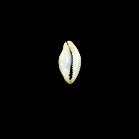 moneta 28,0mm NR