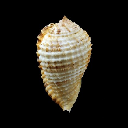 grande 72,0mm XXL