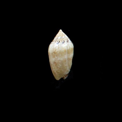 ozodona sandwicensis 25,0mm