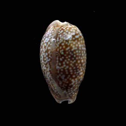 cervus 68,0mm DWARF