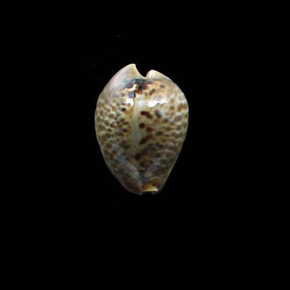mus 32,0mm DWARF