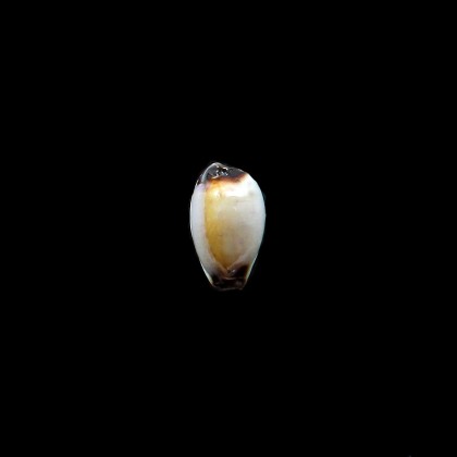 gangranosa reentsi 19,5mm