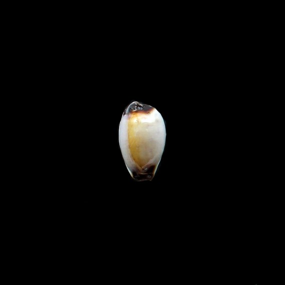 gangranosa reentsi 19,5mm