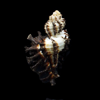 scorpio 65,5mm XXL