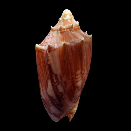 vespertilio agustinensis 115,0mm