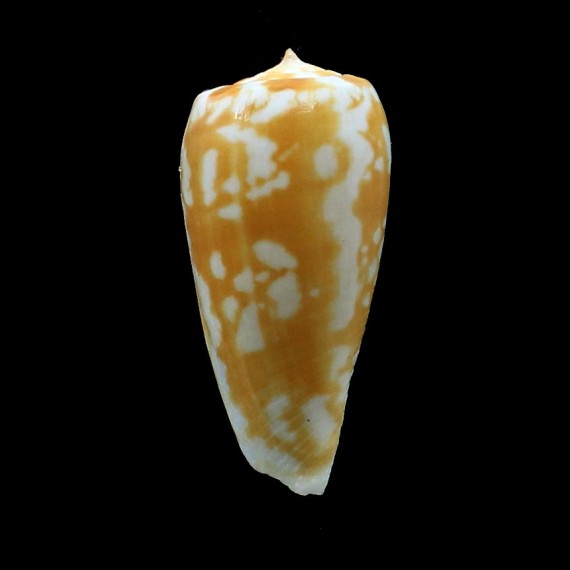 spectrum conspersus 41,3mm