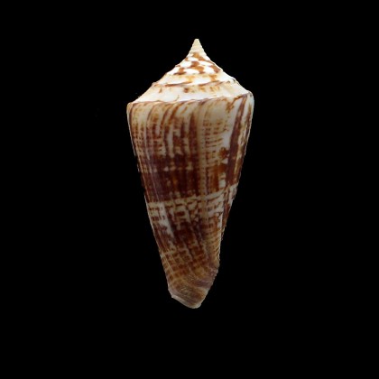 furvus albicans 64,0mm