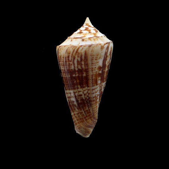 furvus albicans 64,0mm