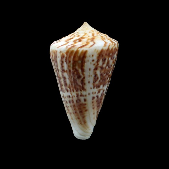 clenchi 59,0mm BIG