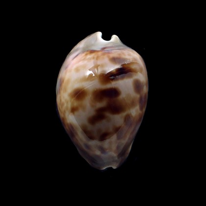 venusta 65,0mm