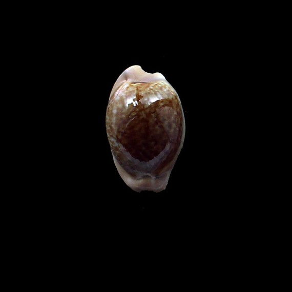 fuscorubra 31,5mm DARK