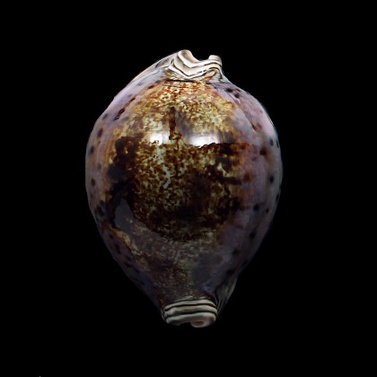 valentia 82,0mm DARK
