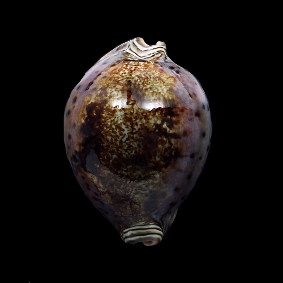 valentia 82,0mm DARK