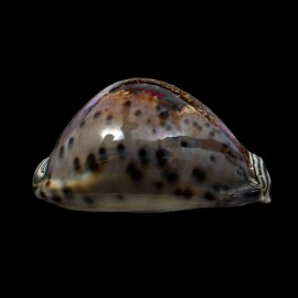 valentia 82,0mm DARK