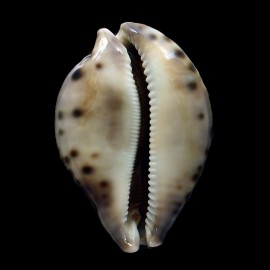 valentia 82,0mm DARK