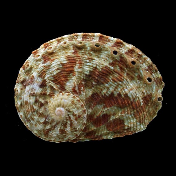 scalaris 63,0mm