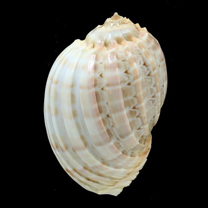 cabriti 90,0mm