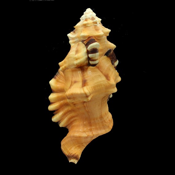 lotorium 140,0mm