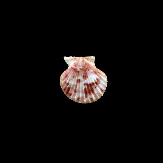 bullatus 18mm UNCOMMON