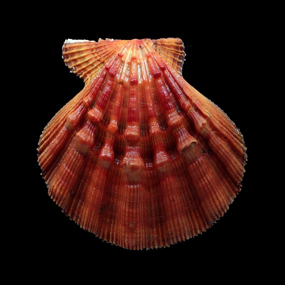 nodosus 86,4mm SUPERB COLOR