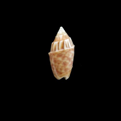 parkinsoni 21,0mm