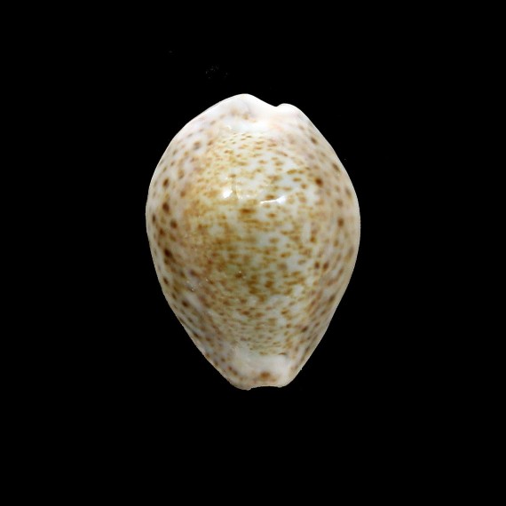 turdus 45,0mm