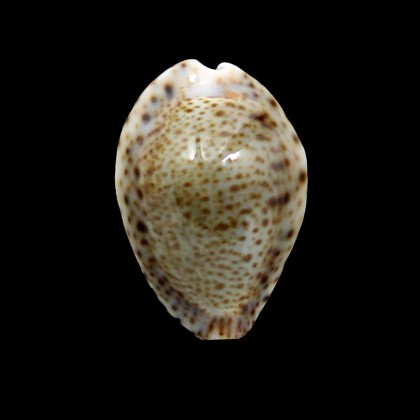 turdus 40,0mm