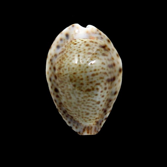 turdus 40,0mm