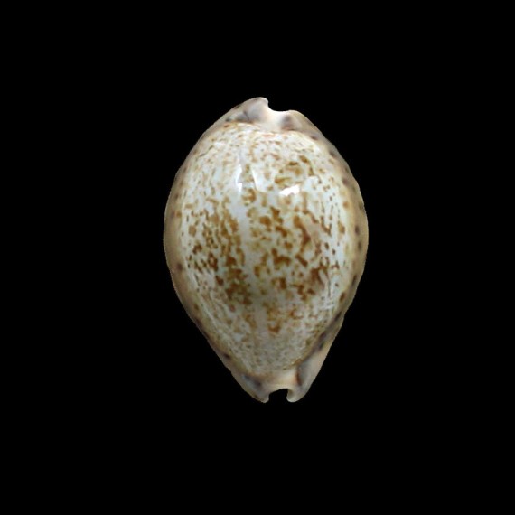 robertsi 29,0mm BIG