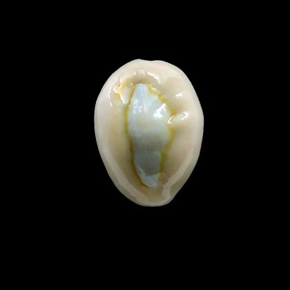 obvelata 23,5mm