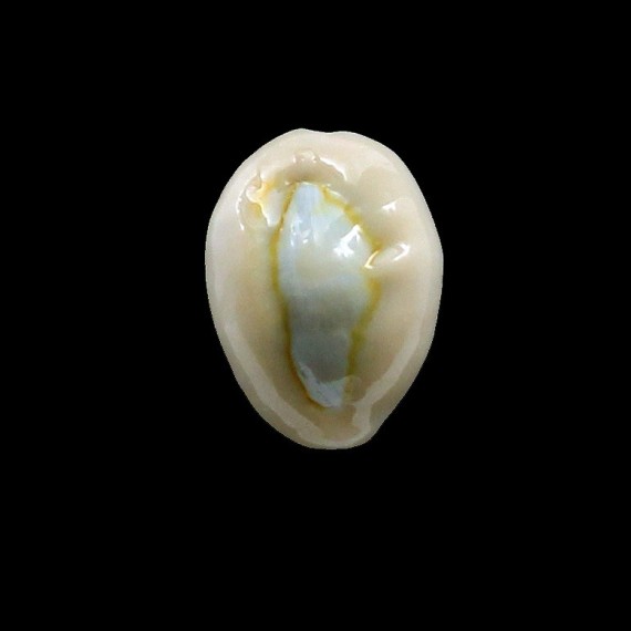 obvelata 23,5mm