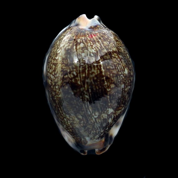 grayana 58,0mm