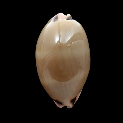 pulchra 65,0mm
