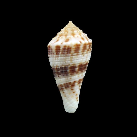 eucoronatus 34,0mm