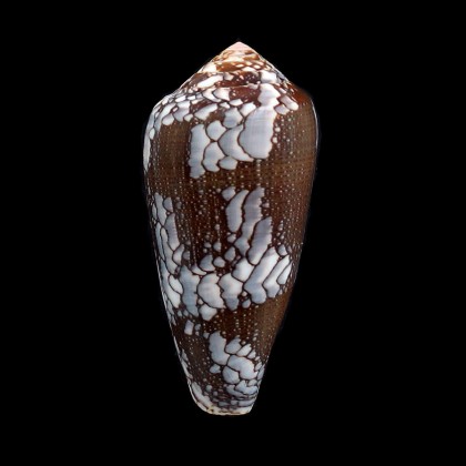 pennaceus praelatus 60,6mm