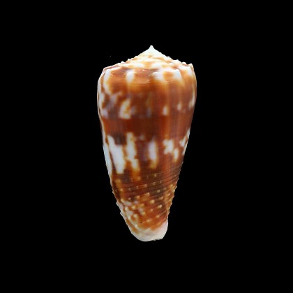 moluccensis 49,0mm