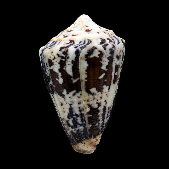 regius 59,0mm