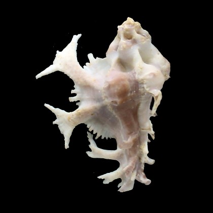 pele 55,0mm
